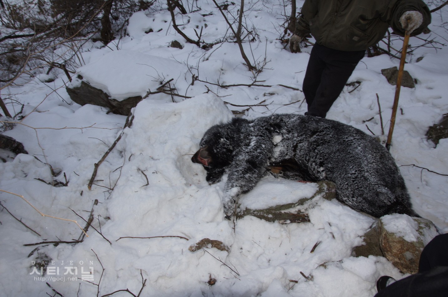 수컷 반달가슴곰 사살 장면-사진 : 복권승