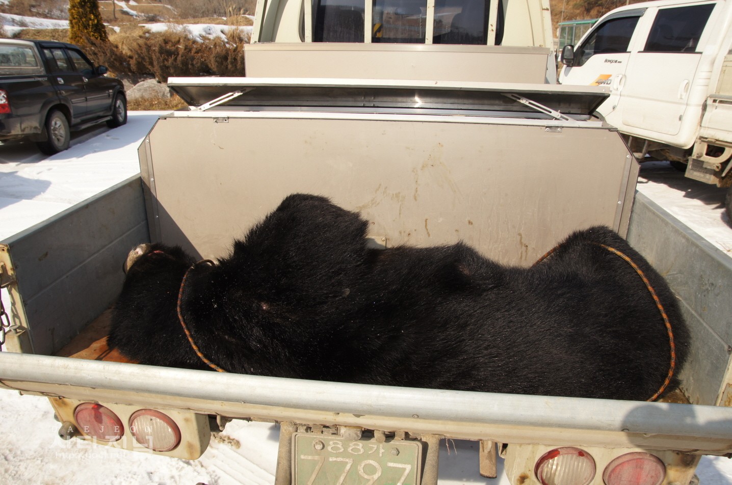 수컷 반달가슴곰 사살 장면-사진 : 복권승