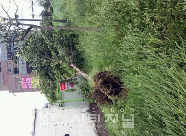 [ 시티저널 신유진 기자 ] 28일 태풍 볼라벤으로 충남 보령시의 한 나무가 뽑혀 있다.