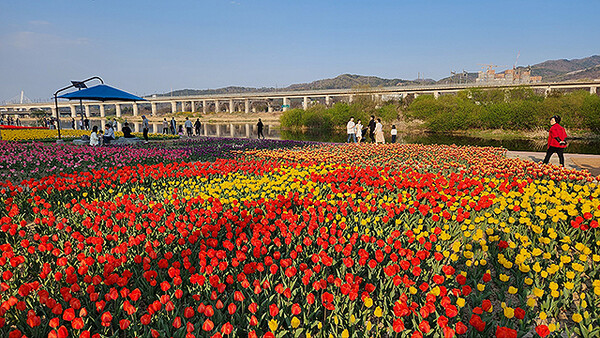 대전 갑천 원천교-갑천교 구간에 튤립 50만 송이가 피어나면서 장관을 이루고 있다. 대전시는 사계절 꽃을 피울 수 있도록 다양한 종류의 꽃을 파종·식재했다.