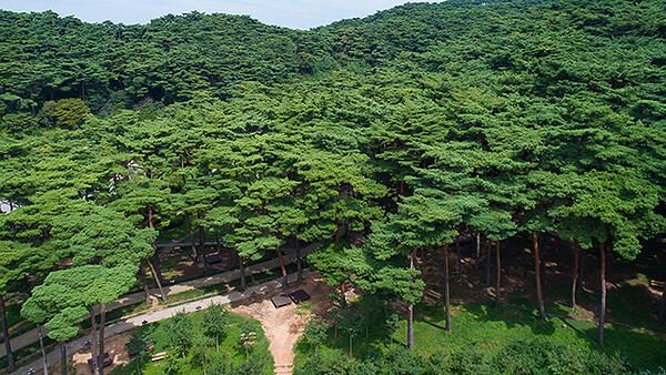 100대 명품 숲에 선정된 충남 태안 안면도 승언리 소나무 숲의 모습.