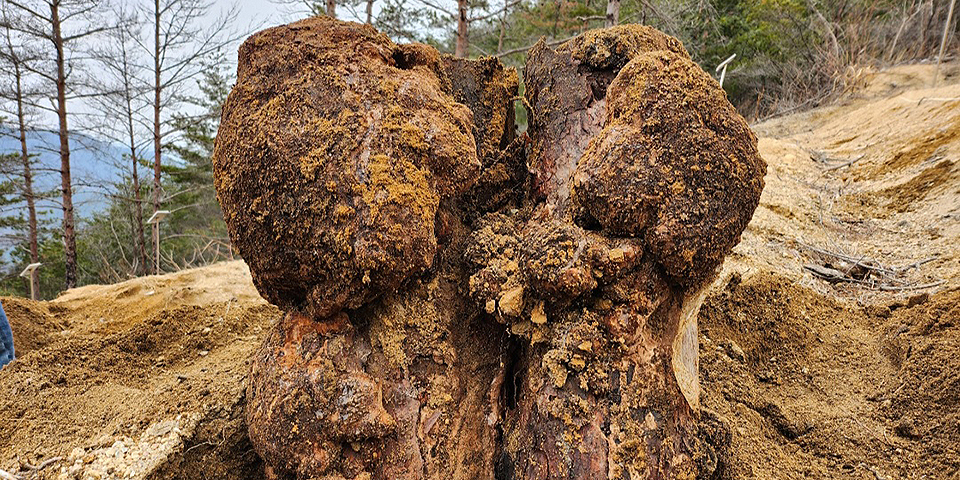 산불 피해목으로 재배한 약용 버섯 '복령(茯笭)'의 모습.