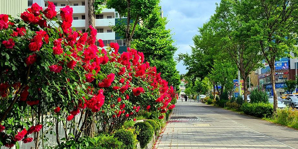출근길, 산책도로 장미 명소인 둔산·월평권 장미 꽃길.