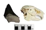 경북 포항에서 발견된 국내 최대 상어이빨 화석과 토끼 두개골 비교 사진