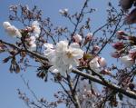 11일 대전 유성구 한 대학에 벚꽃이 꽃망울을 터트리고 있다.