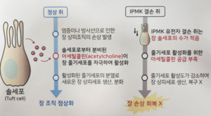 IPMK 효소에 기반한 장내 솔 세포 발생 및 장염 회복 조절 설명 사진