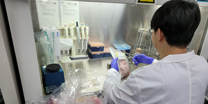 대전 보건 환경 연구원 연구원이 학교 급식 재료로 납품하는 육류 안전성 확보를 위한 식육 안정성 검사를 하기 위해 시료를 개봉하고 있다.
