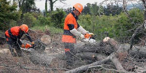 소나무 재선충병 피해목 방제 작업 모습.